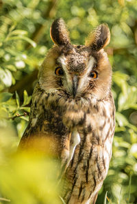 Close-up of owl perching on branch