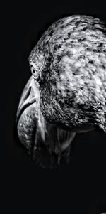 Close-up of lizard against black background