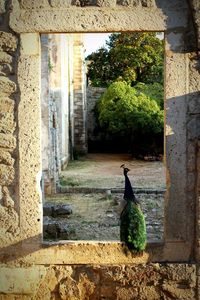 Peacock perching on stone window of old ruins structure at lokrum island