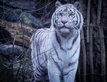 Close-up portrait of tiger