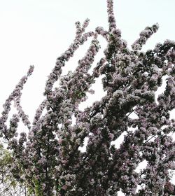 Low angle view of flower tree against sky