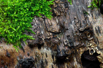 Full frame shot of tree trunk