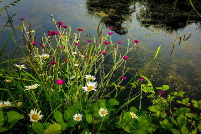 High angle view of flowering plants by lake