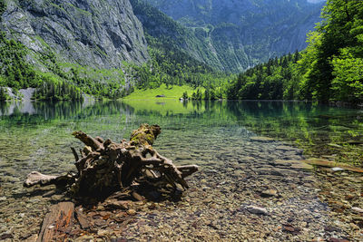 Scenic view of lake in forest