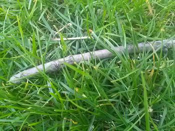 Close-up of fresh green grass in field