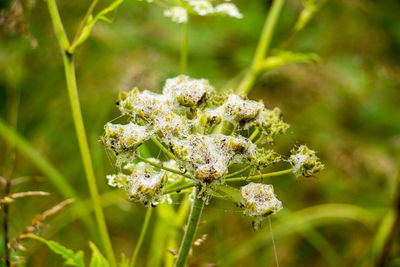 Close-up of white flowering plant