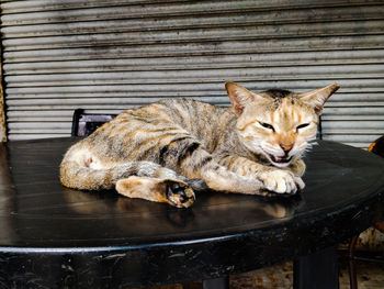 Portrait of cat sleeping