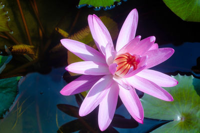 Close-up of flower blooming outdoors