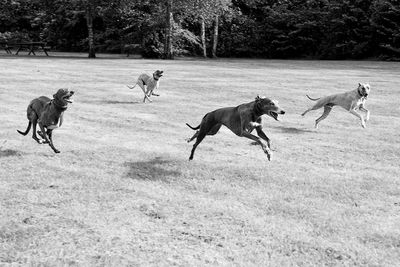 Greyhounds running on grass