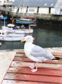 Seagull perching on a boat