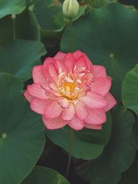 Close-up of pink water lily