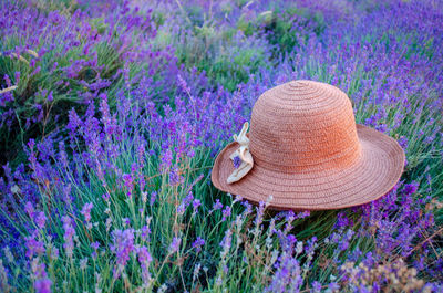 Close-up of purple flowering plants on field