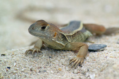 Close-up of lizard on rock