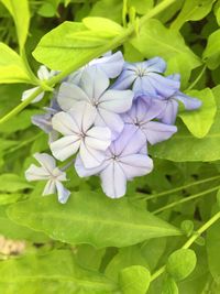 Close-up of purple flowers