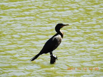 Bird on a lake