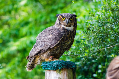 Close-up of owl perching on tree