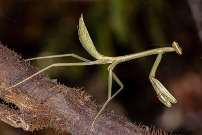 Close-up of insect on leaf