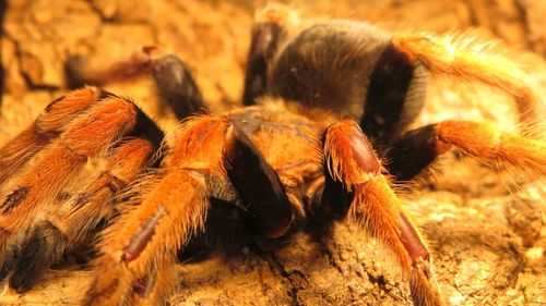 Close-up of tarantula