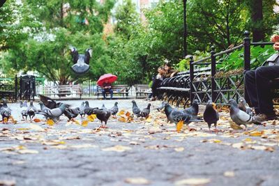 Flock of birds