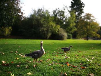 Ducks on grassy field