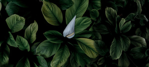 Closeup green leaves and white flower of tropical plant in garden. dense green leaf with beautiful