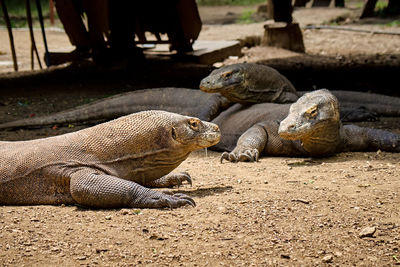 Close-up of animal lying on land