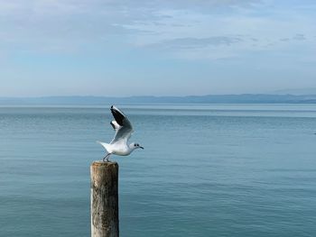 Seagull perching on wooden post in sea against sky