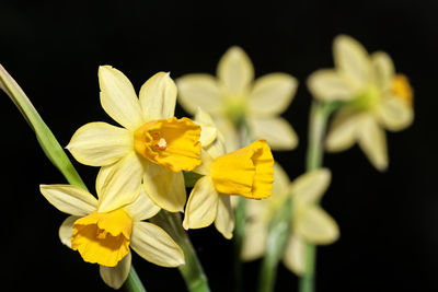 Close-up of yellow flowering plant