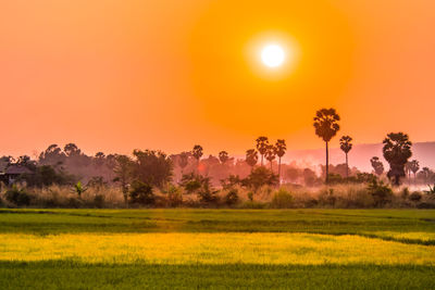 Scenic view of field against orange sky