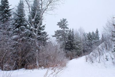 Snow covered trees in forest against sky