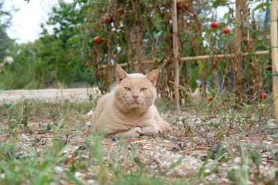 Portrait of a cat sitting on ground