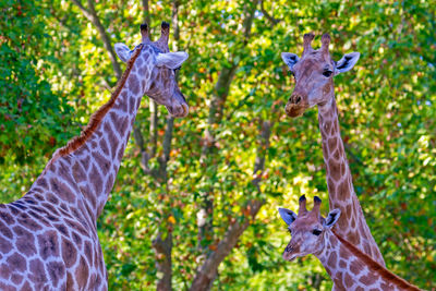 Giraffes standing against trees in forest