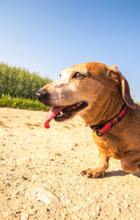 Close-up of a dog looking away