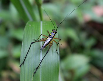 Close-up of insect on leaf