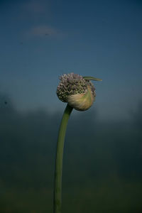 Flowering garlic bulb