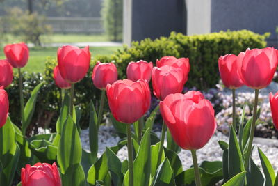 Close-up of red tulips growing in garden