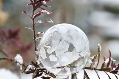 Close-up of snow covered plant