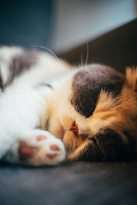 Close-up of cat sleeping at home