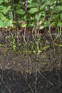 Plants growing on field