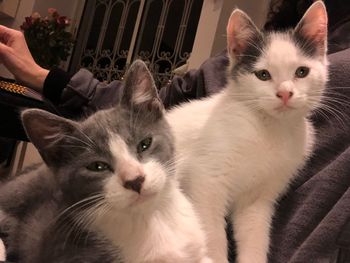 Close-up portrait of cat with kitten