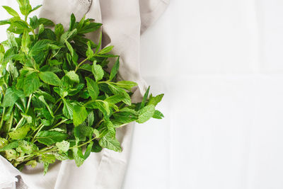 Directly above shot of fresh green leaves against white background