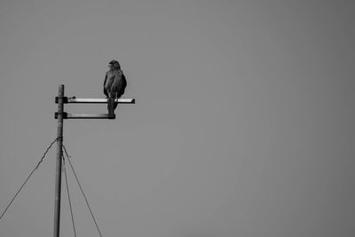 Low angle view of bird perching on cable against clear sky