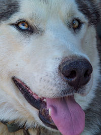 Close-up portrait of a dog