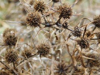 Close-up of plant against blurred background