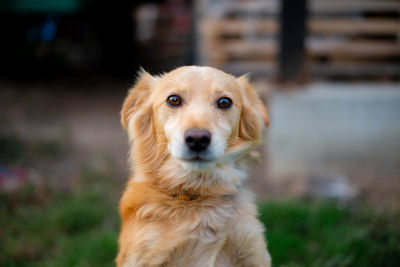 Portrait of a dog, close-up of dog. eyes in focus, nose slightly off focus.