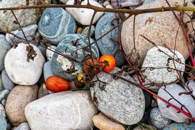 High angle view of fruits on rock