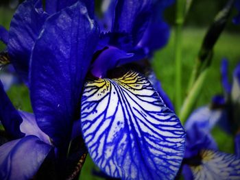 Close-up of purple flowers