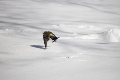 Bird on snow covered land