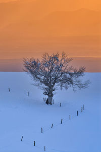 Bare tree on snow covered landscape against sky during sunset