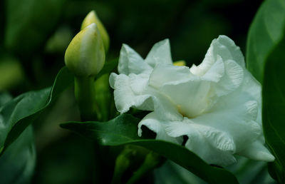 Close-up of flowers